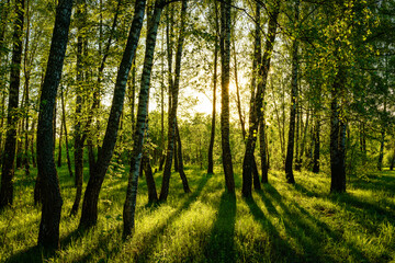 Grove of birches with young green leaves at sunset or sunrise in spring or summer.