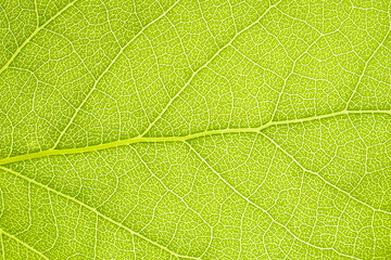 Macro shot of a leaf. Foliage nature background.