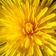 Yellow dandelion close-up. Natural background.
