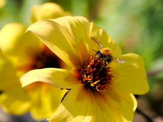 Macro bumblebee (Bombus pascuorum) flying over a yellow dahlia flower