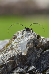 Einfarbiger Langhornbock