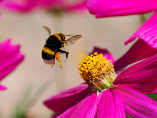 Macro bumblebee (Bombus terrestris) flying over a red cosmos flower with a pollen basket on the leg 
