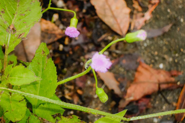 plant growing in the garden
