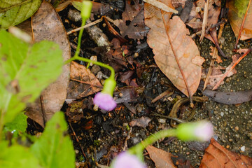 ants on the ground