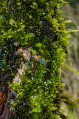 green moss on a tree