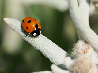 Macro of seven-spot ladybird (Coccinella septempunctata ) on edelweiss petal