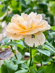 Mutation of Juliet rose plant from temperature in asia.color and shape change from original.cup...