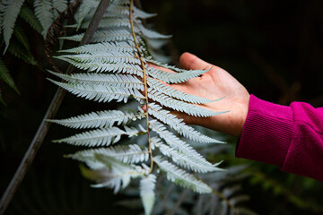 close up on a hand touching leaves of silver fern in new zealand temperate rainforest near picton, south island