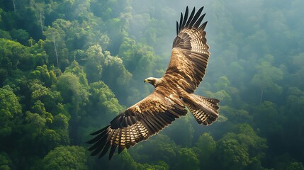 A majestic eagle soaring above the rainforest canopy, its keen eyes surveying the landscape below.
