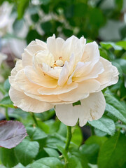 Mutation of Juliet rose plant from temperature in asia.color and shape change from original.cup shape.