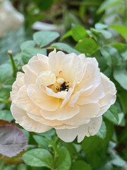 Mutation of Juliet rose plant from temperature in asia.color and shape change from original.cup shape.