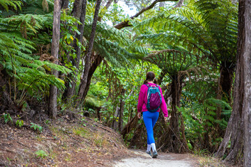 Naklejka premium woman enjoys a walk through dense rainforest in new zealand south island - tirohanda track in picton, marlborough region