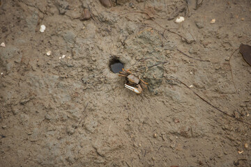 Crab known as a fiddler or skipjack coming out of its hole in the mud, showing its huge pincer that it uses to attract females. Scientific name Uca.