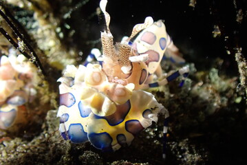 Harlequin Shrimp, sea creature, marine life, sea animal