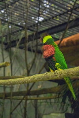 Local lorikeet birds with arc-shaped beaks squawk at visitors in the park, displaying beautiful colors. Locally known as puling, they add vibrant life and cause playful messes in the area.
