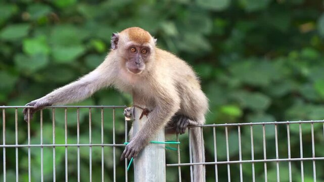 A playful juvenile long-tailed macaque climbing over the metal fence, curiously wondering around the surroundings, close up shot.
