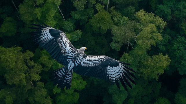 close up of harpy eagle in flight 