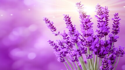 Naklejka premium Purple background with a close up of a bunch of lavender flowers and copy space