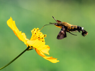 ホバリングしてキバナコスモスの蜜を吸うホウジャク