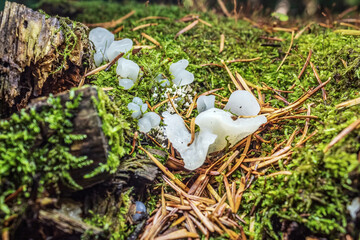 Macro  - Forest - Europe, Romania, Suceava region