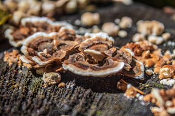Macro  - Forest - Europe, Romania, Suceava region