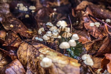 Macro  - Forest - Europe, Romania, Suceava region