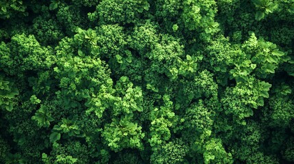 Green fern leaves growing on a forest ground