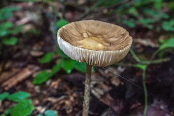 Macro  - Forest - Europe, Romania, Suceava region