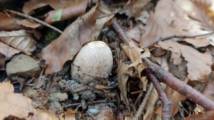 Macro  - Forest - Europe, Romania, Suceava region