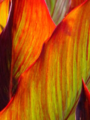 red and yellow leaves