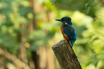 Common kingfisher (Alcedo atthis) sitting on a tree stump