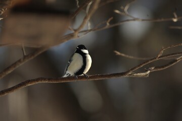 Wildlife Bird in Japan Hokkaido