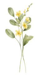 Obraz premium Yellow flower and leaves set, floral watercolor digital illustration for greeting card, invitation and other printing design. Isolated on white. Hand drawing.