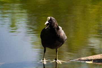 Eurasian coot (Fulica atra) standing on a branch with its mouth open