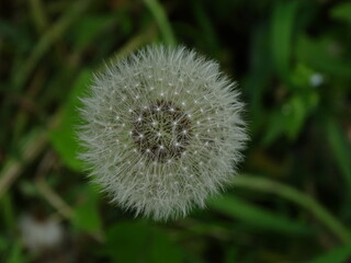 pusteblume