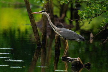 Grey heron standing on a tree branch in a pond