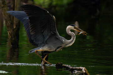 Grey heron with a fish in his mouth in the lake