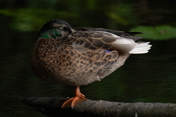Mallard duck female (Anas platyrhynchos) standing on one leg and sleeping
