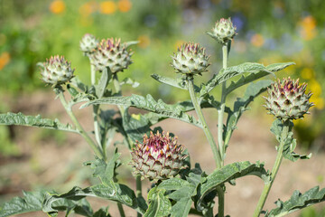 Artichocke plant with edible buds (Cynara cardunculus).