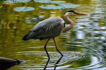 Grey heron standing in a pond