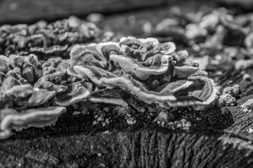 Macro  - Forest - Europe, Romania, Suceava region