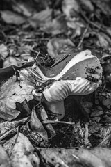 Macro  - Forest - Europe, Romania, Suceava region