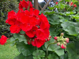 Rote Geranien am Spalier im Garten auf der Terrasse