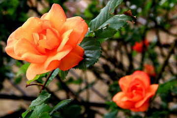 Close-up photo of a large orange rose with raindrops on a blurred green background