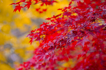 Autumnal foliage. Fall season. Autumn leaves, gold and red leaves of autumn background. Maple leaves. Colorful autumn leaves. natural background. Falling autumn.