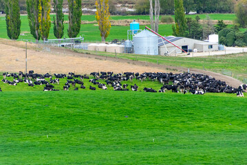 Cattle Pasture in Canterbury Region - New Zealand