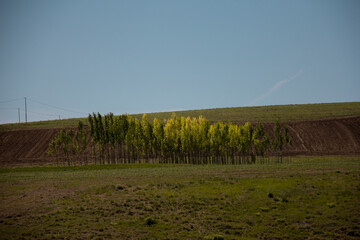 Fototapeta premium A beautiful row of trees in a garden in Kurdistan, Iran