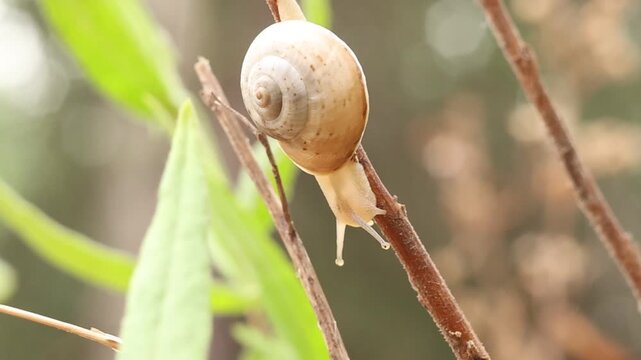 Caracol en rama de planta mecido por el viento mueve los ojos, Alcoy, Espa&ntilde;a