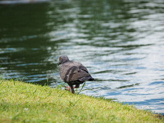 Pigeons walking on the green grass