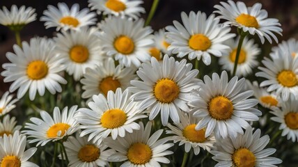Beautiful daisy flowers, shop now 